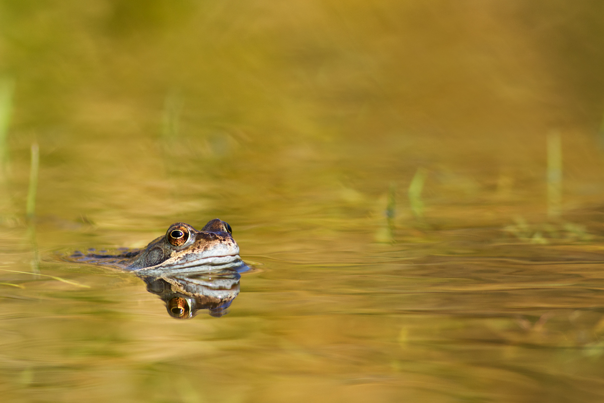 Common Frog 2